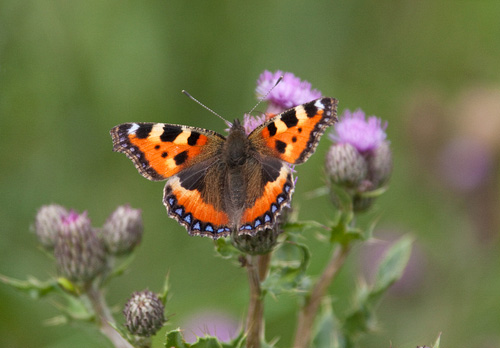 Small Tortoiseshell 4 DM0082